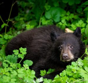 Stunning Mendenhall Glacier scenery in Alaska, perfect for a faith-based travel experience on a Christian marriage cruise.