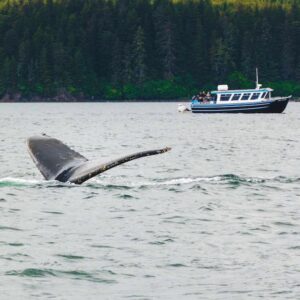 Couples enjoy amazing whale watching on a shoreside excursion during a Christian marriage cruise in Alaska.